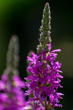 Violette Blume von Eline Bouwman
