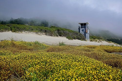 Gele wilde bloemen op Stinson Beach