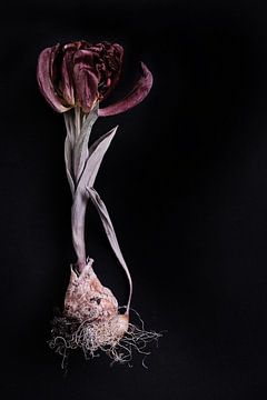gedroogde tulp met bol van Karel Ham