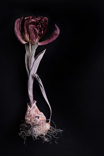 dried tulip with bulb