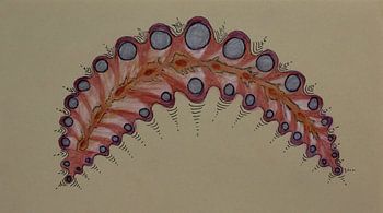 Leaf with vacuoles