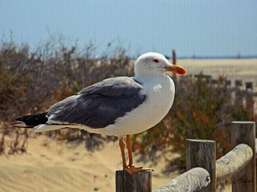 Mouette image de texture sur Iwona Sdunek alias ANOWI