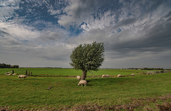 The sheep in the pasture at Uitgeest