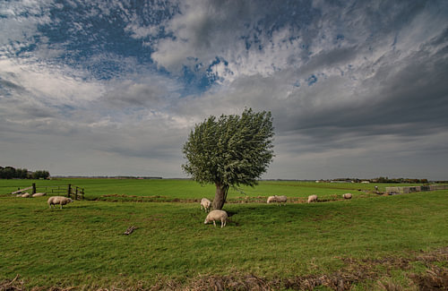 The sheep in the pasture at Uitgeest