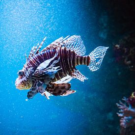 Fische im Wasser von Mustafa Kurnaz