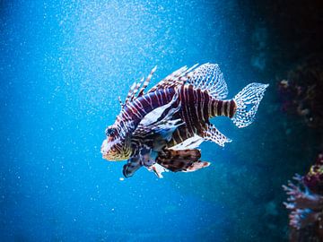 Fische im Wasser von Mustafa Kurnaz