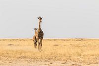 Giraffes (Giraffa) on the savannah