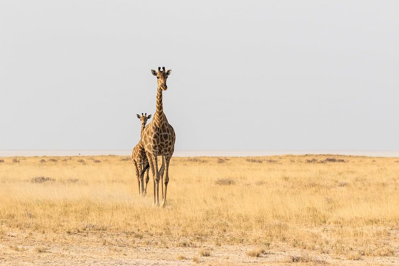 Giraffes (Giraffa) on the savannah by Remco Donners