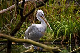 Grote Pelikaan von Thibo Sergeant