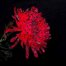 Chrysant van Jose Lok