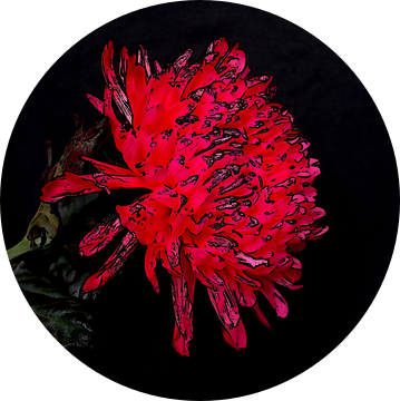 Chrysant