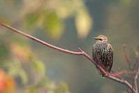 Rowan (oiseau) sur la branche III