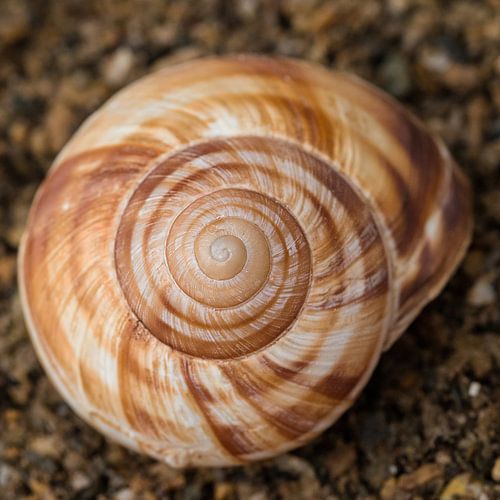 schelp spiraal