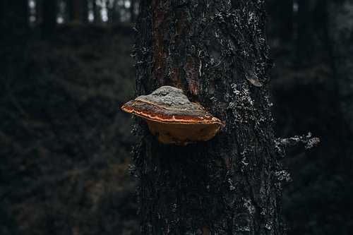 Skandinavische Natur – Kinematische Makroaufnahme eines rotgesäumten Holzpilzes auf einem Baumstamm