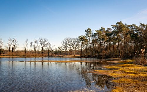Klein ven in een Nederlands natuurgebied