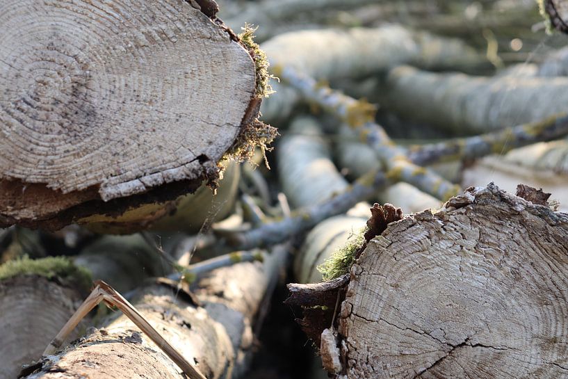 Les troncs d'arbres par Dick Schouten