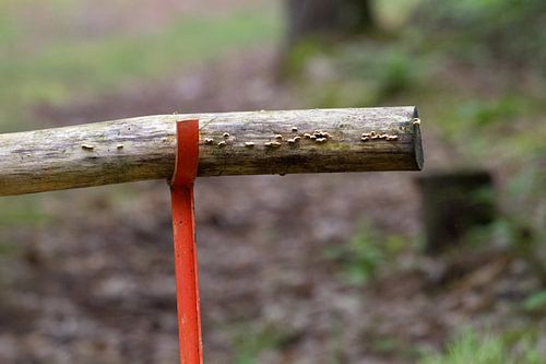 Barrière en bois sur poteau en fer comme fermeture