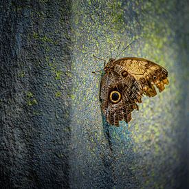 Ein schöner Schmetterling an einer Wand von Jennifer Hendriks