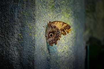Een mooie vlinder aan een muur van Jennifer Hendriks