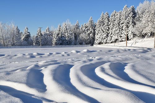 Een besneeuwd bos na de storm