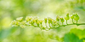 Grün Rot Strom Beeren