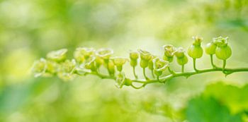 Groene Rode Stroom Bessen