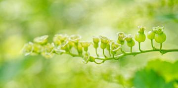 Groene Rode Stroom Bessen van Iris Holzer Richardson