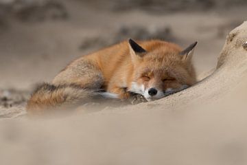 This fox went for a nap. by Tim Link