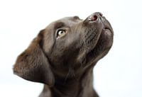 Leo der Labrador