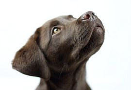 Leo der Labrador von Riegler klaus