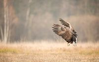 Approaching White-Tailed Eagle! van Robert Kok thumbnail