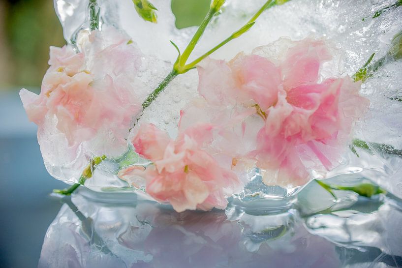 Fleurs gelées par Loes van Dijk