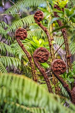 Fougères dans le parc national d'Abel Tasman, près de Marahau, en Nouvelle-Zélande. sur Christian Müringer