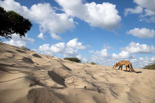 Fox on the move by Andius Teijgeler