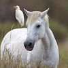 Camargue-Pferd von Dirk Rüter