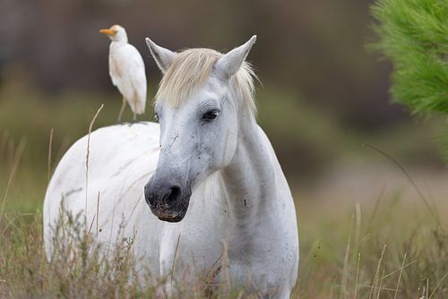 Camargue-Pferd von Dirk Rüter