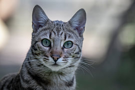 Chaton tigré