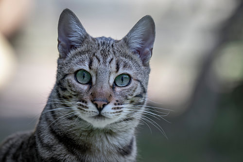 Tiger cat
