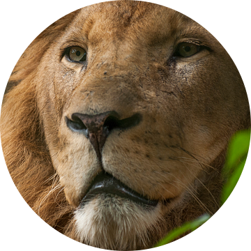 Leeuwen : DierenPark Amersfoort van Loek Lobel
