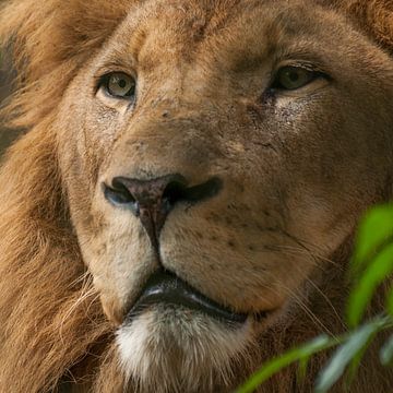 Löwen : Tierpark Amersfoort von Loek Lobel