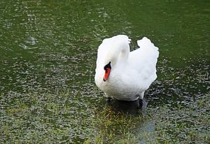 stolzer Schwan