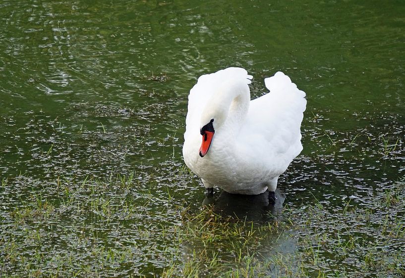 proud swan by Babetts Bildergalerie