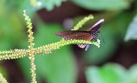 Vlinder  von Krijn de Haas Miniaturansicht