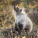 Grizzly beer in Alaska van Menno Schaefer thumbnail
