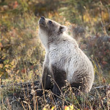 Grizzly bear in autumn colors by Menno Schaefer