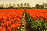 Champ de tulipes orange par Yvon van der Wijk Aperçu