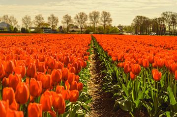 Orange Tulip Field by Yvon van der Wijk