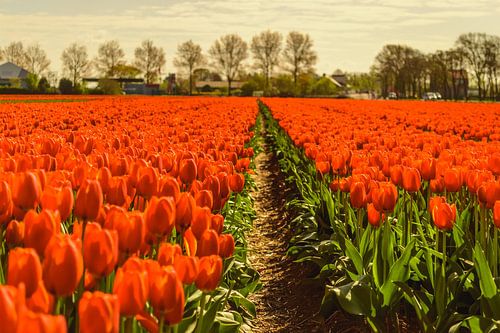 Orange Tulip Field