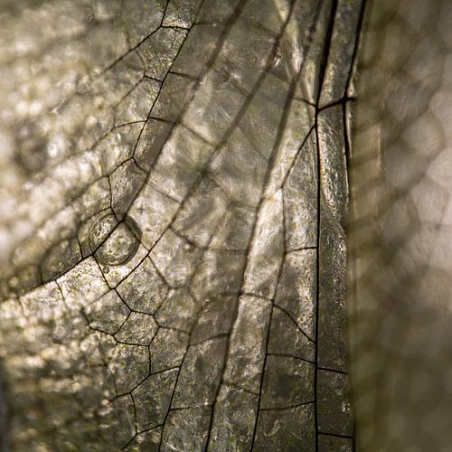 Detail Vleugel Libel in Gouden Kleuren