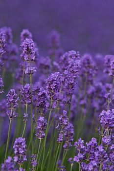 Lavender (aspic)